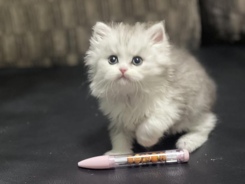 น้องหน้าขาว(เพศผู้)ลูกผสม