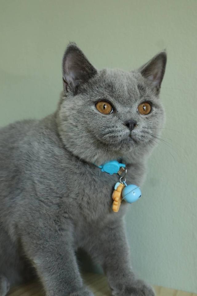 บริติชแท้ น้องเลม่อน รูปที่ 5