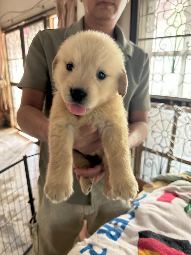 ลูกสุนัข Golden retriever แท้ 3