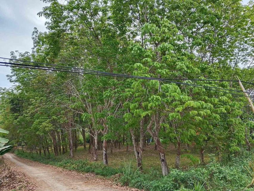 ขายสวนยาง 3.1ไร่ 60 ตรว ติดถนนสายหลัก ทำเลดี อำเภอขุนตาล จังหวัดเชียงราย 5