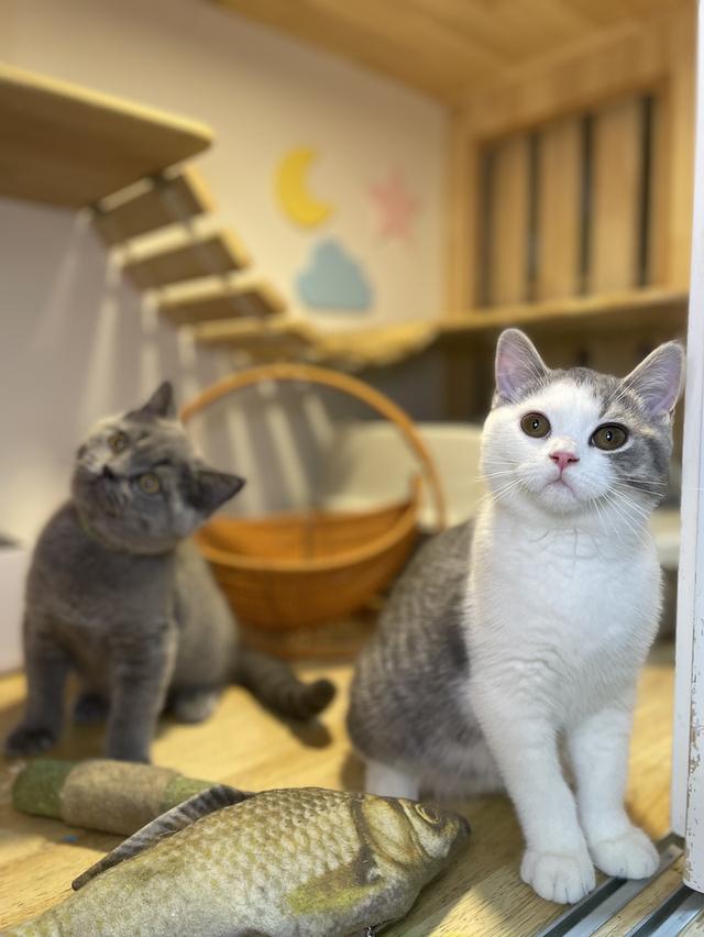 แมวมันช์กิ้นขายาว พร้อมย้าย 6