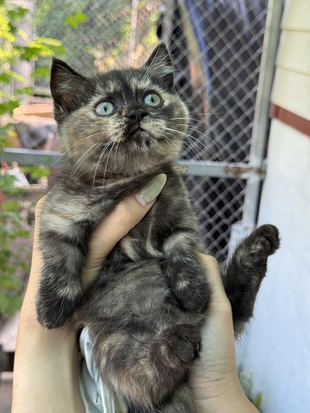 mini product image 3