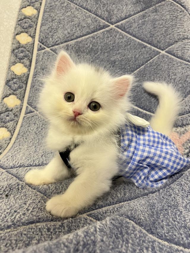 แมวเปอร์เซีย แมวสีขาว 4