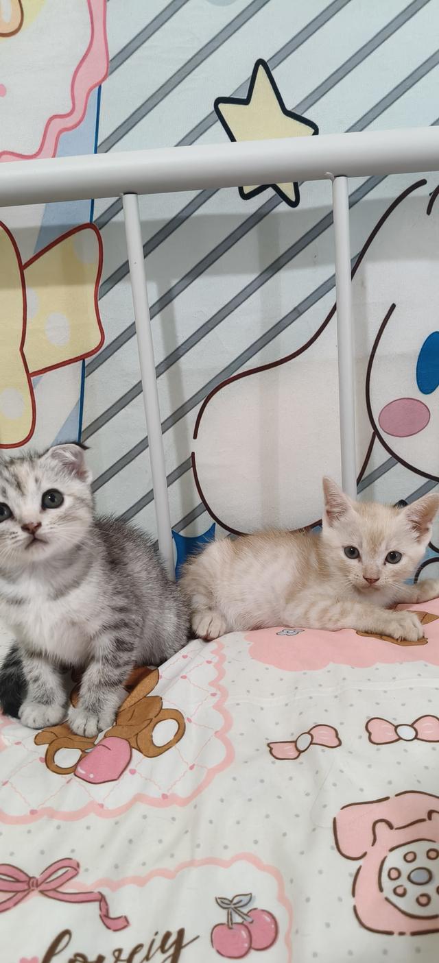 สก้อตติชอเมริกันช๊อตแฮร์