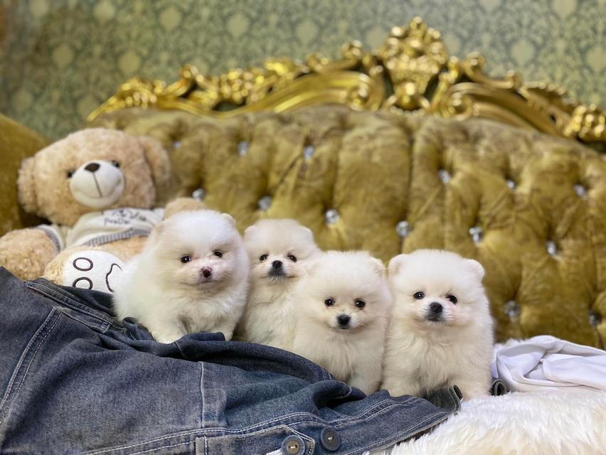 ลูกปอมแท้ อายุ50วัน หน้าหมี อ้วนกลม มีหลายตัวให้เลือก รูปที่ 3