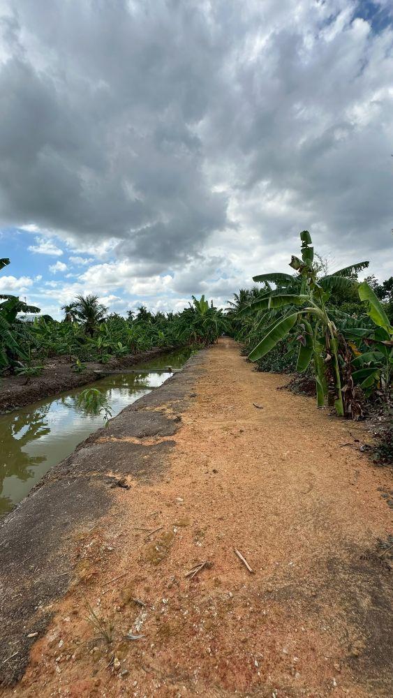 ขายที่ดินเปล่า 4 ไร่ 27 ตร.วา ติดคลอง บรรยากาศดี เหมาะสร้างบ้านสวน ทำเกษตร ต.บางไผ่ อ.เมือง จ.ฉะเชิงเทรา 10