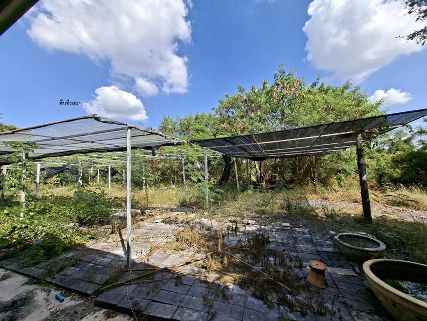 ขายที่ดิน 2 ไร่ 154 ตารางวา 1,000,000 บาท มีห้องพัก 2 ห้อง มีน้ำและไฟฟ้าพร้อมเข้าอยู่ ใกล้วัดสามประชุม อ.โพธิ์ทอง จ.อ่างทอง 12