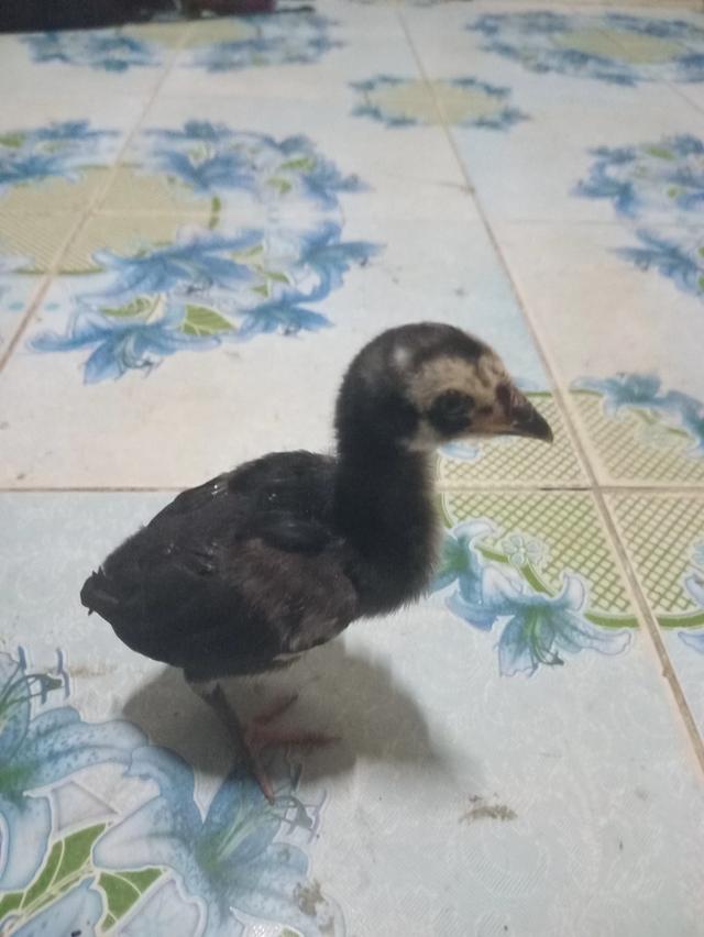 ลูกไก่ชนผสมไก่เยียร์
