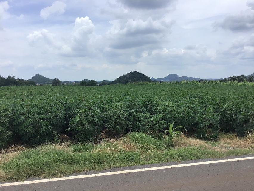 ขายที่ดิน โฉนดครุฑแดง ขนาด 48 ไร่  15