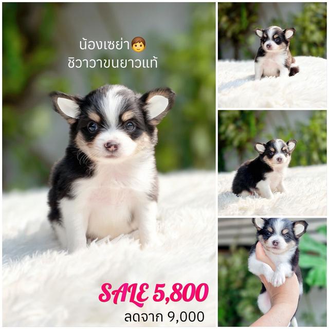 ชิวาวา ขี้อ้อน น่ารัก พร้อมย้ายบ้าน รูปที่ 6