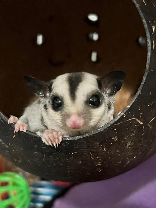 ส่งต่อ Sugar Glider 