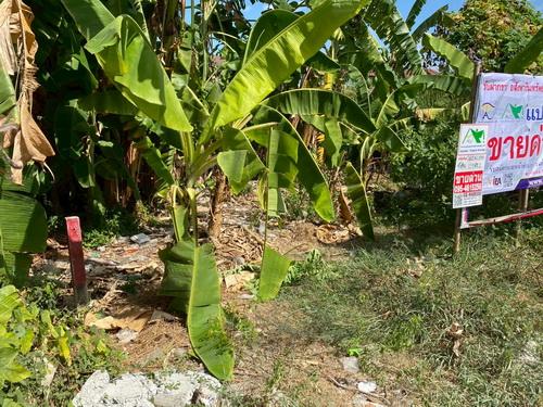 ขายที่ดินเปล่า 119 ตร.ว.ซอยคลองหลวง33 ต.คลองหนึ่ง อ.คลองหลวง จ.ปทุมธานี 5