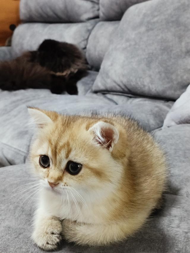 แมวBritish Shorthair รูปที่ 4