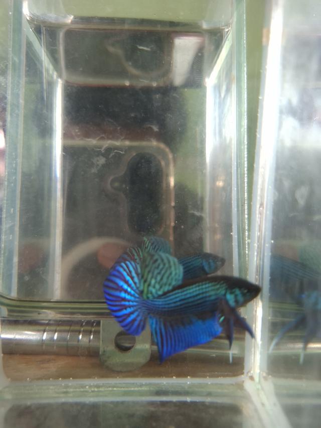 ปลากัดป่ามหาชัยสีเขียว