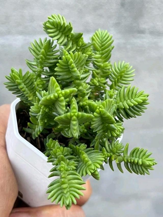 Crassula Ericoides ไม้อวบ 2