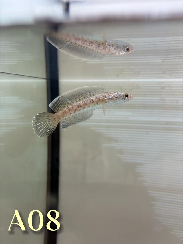 Auranti CB ( Hi-Fin ) 2.5-3.0 Channa Fish #oscar_channa_fish รูปที่ 7