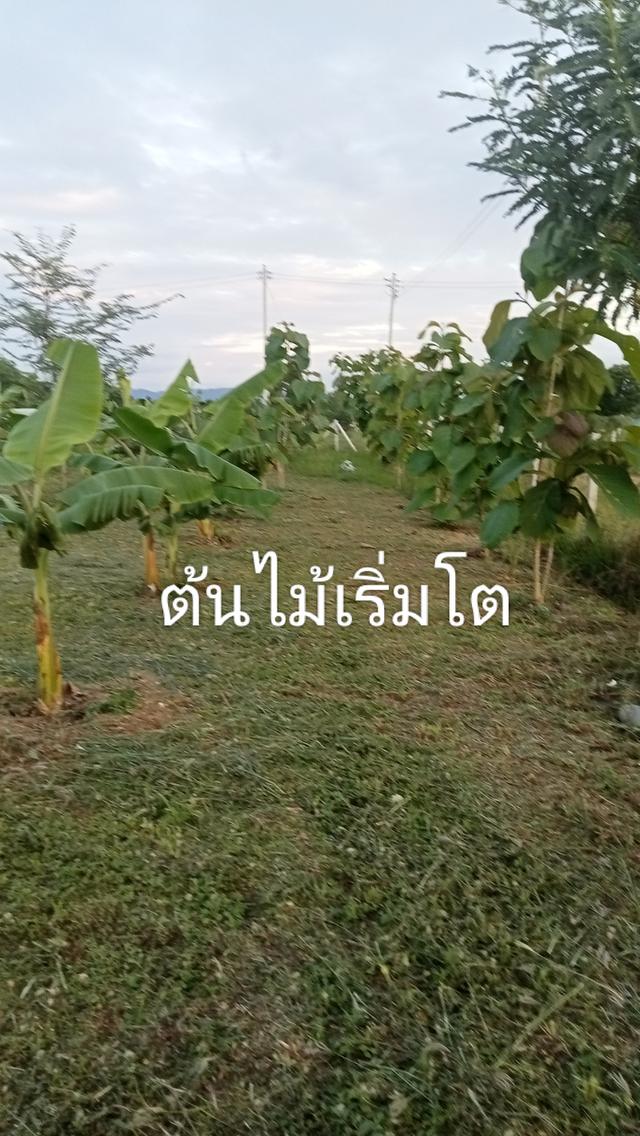ทีดินพร้อมบ้านพัก ขนาด 3 ไร่ 7