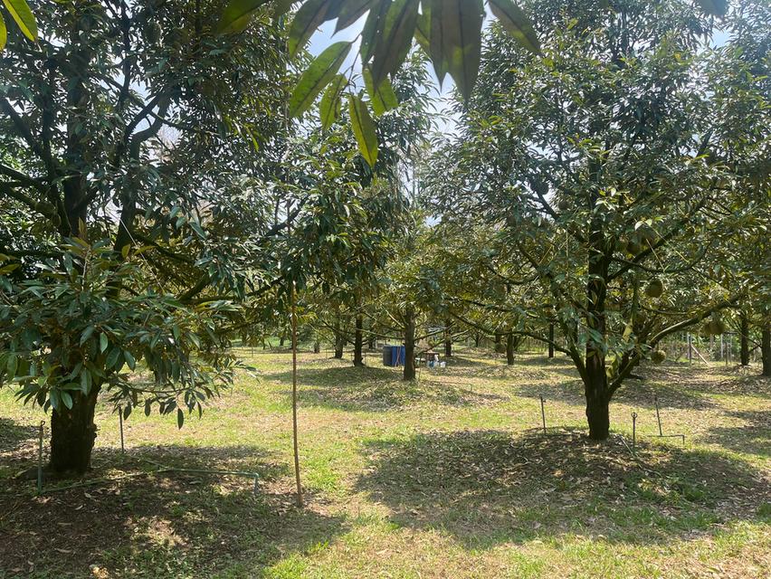 ขายที่ดินสวนทุเรียน อ.แกลง ระยอง ขนาด 1 ไร่ 2 งาน 40 ตร.ว. ต้นทุเรียน 9 ปี ประมาณ  50 ต้น 3