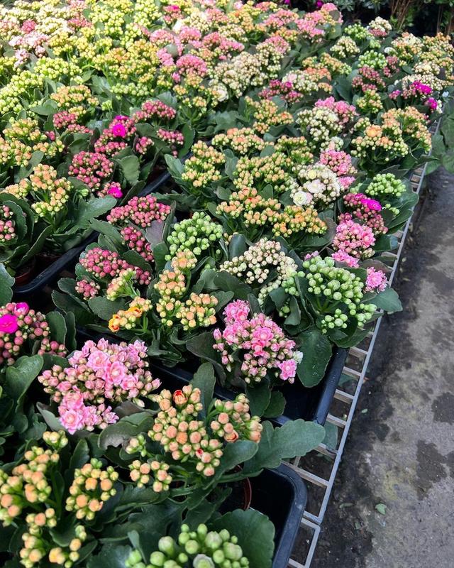 กุหลาบหินดอกซ้อน Kalanchoe blossfeldiana Poelln 2