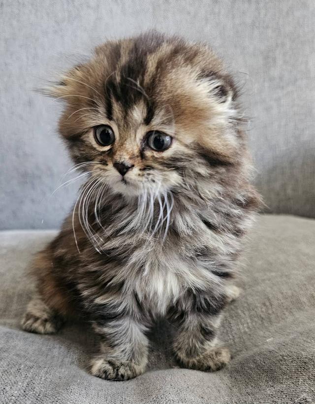 สก็อตติชโฟลด์ บุ้งกี๋ 6