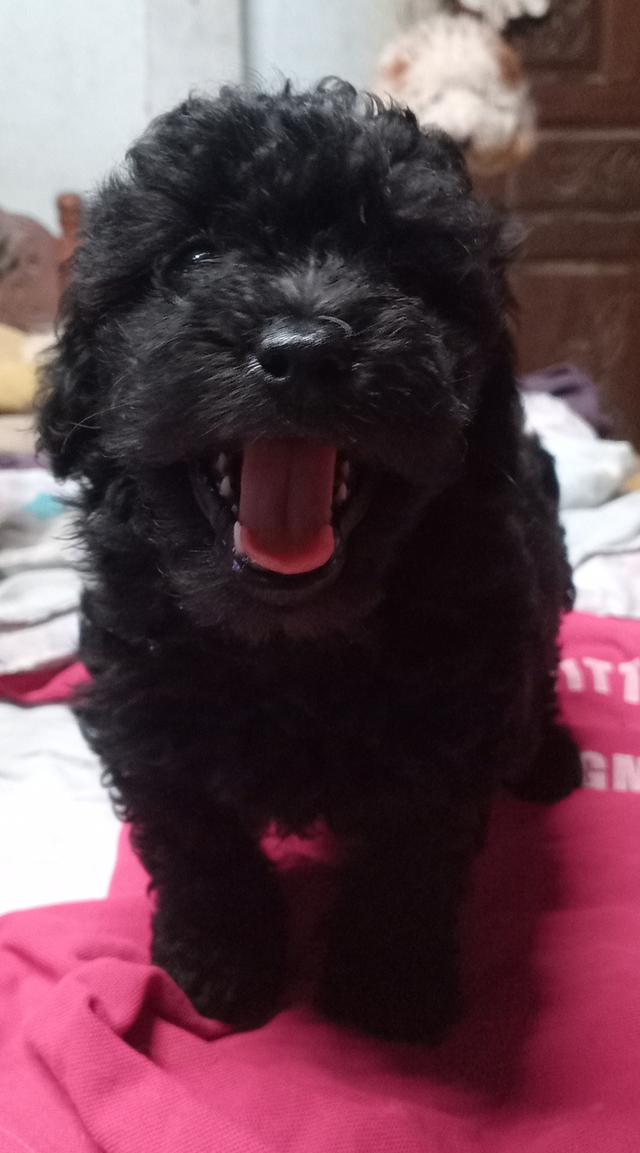 ขายลูกสุนัขพันธุ์พุดเดิ่ล รูปที่ 4