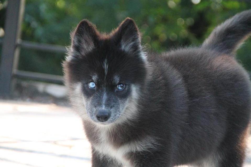 ไซบีเรียนแท้ เพศหญิง ตาสองสี 2