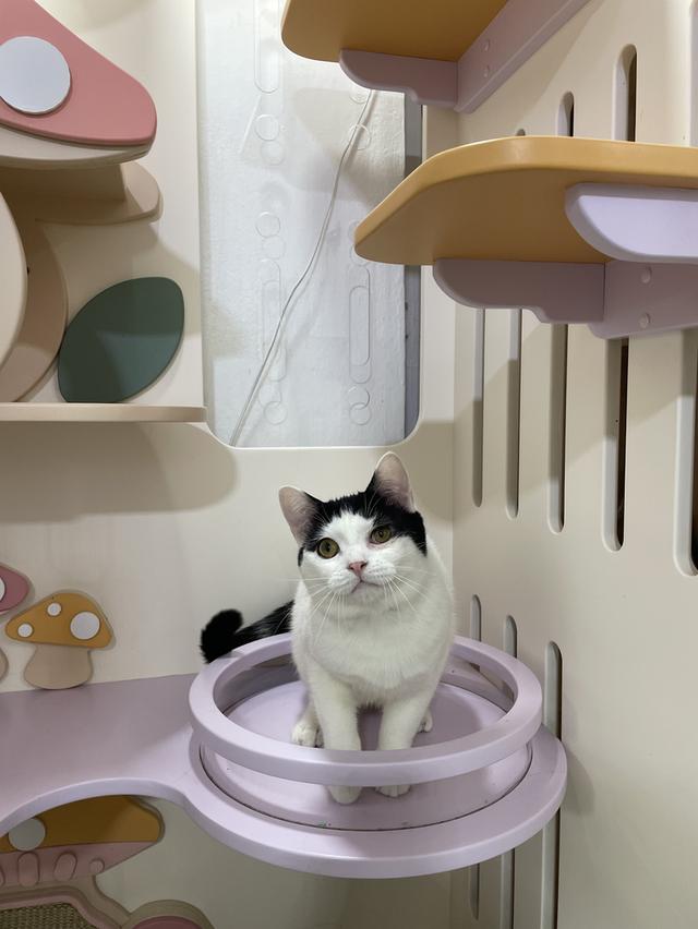 สก๊อตติช  9