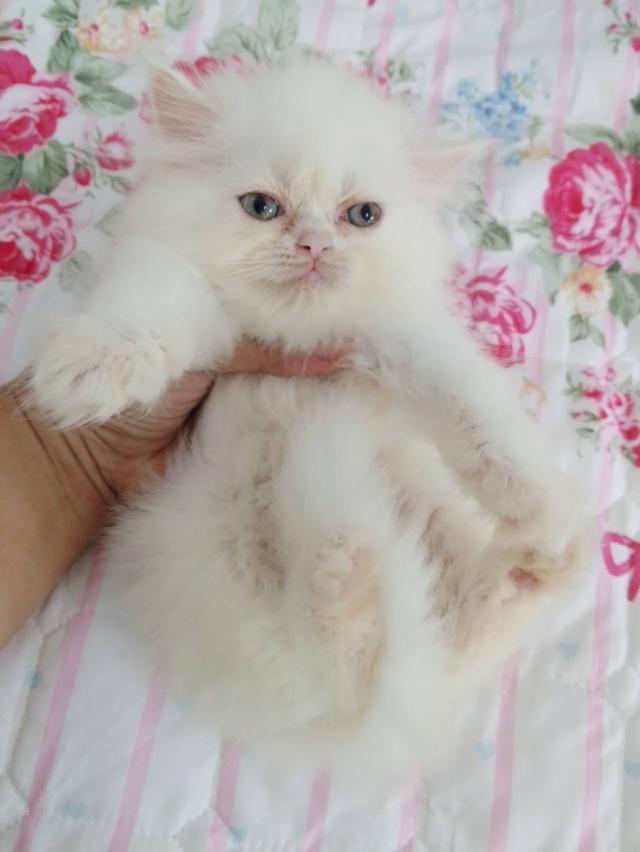 แมวเปอร์เซียเซียน่ารักมากเมีย พระรามสอง เทียนทะเล20 รูปที่ 3