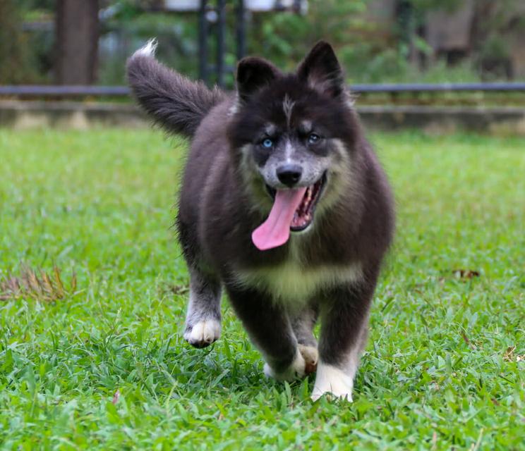 ไซบีเรียนแท้ เพศหญิง ตาสองสี