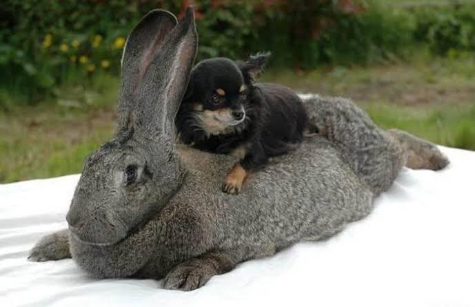 กระต่ายยักษ์ เฟลมมิชไจแอนท์สีดำ