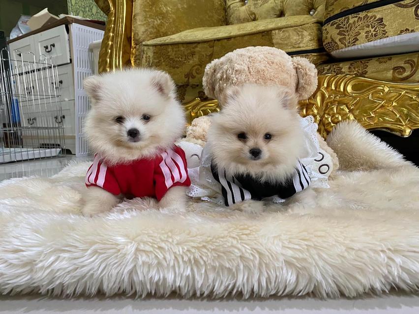 ลูกปอมแท้ อายุ2เดือน ราคาเบาๆ