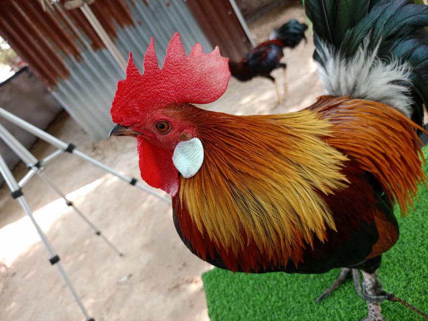 รัฐชนาวีฟาร์ม อนุรักษ์ไก่ต่อไทย รูปย่อยที่ 2