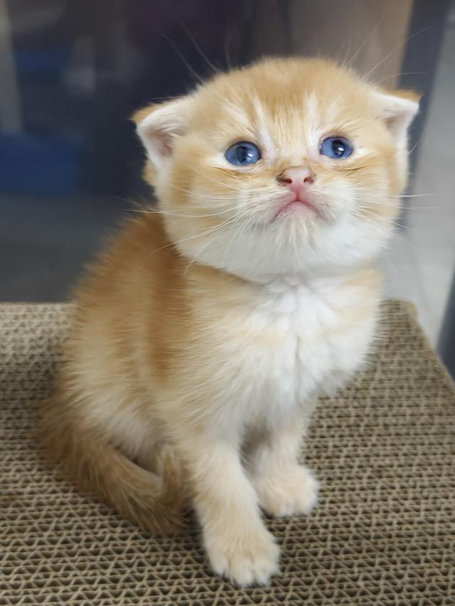 ลูกแมว สีส้มสี🍊น้ำตาล🐻หูพับและไม่พับ มันกินช์ขาปกติ รูปที่ 4