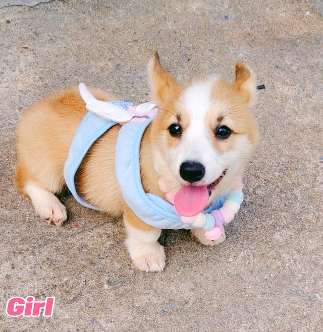คอร์กี้พร้อมย้ายบ้านครับ 19