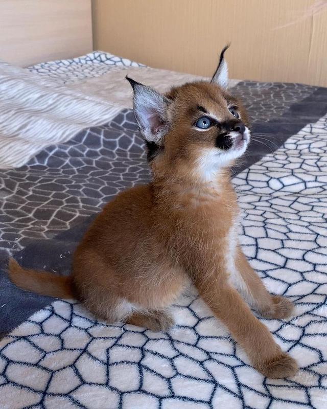 Caracal Kittens for Sale
