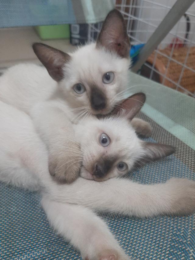 ลูกแมววิเชียรมาศแท้ มีใบเพด (SIAMESE CAT) 7