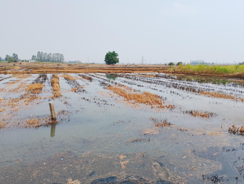 ที่ดิน1ไร่ ถมแล้ว2งาน โฉนดครุฑแดง 350000  ที่อำเภอบางระกำ บ้านบางชัน สนใจ'โทร 0617752496 3