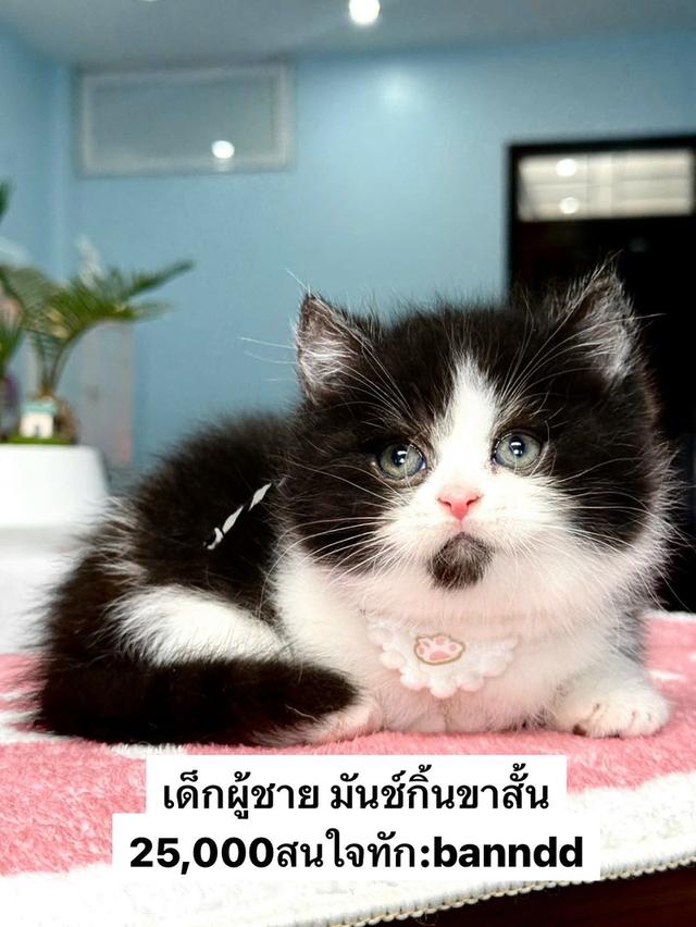 แมวมันช์กิ้น บริติช แร็กดอลรวมในนี้ทักได้เลยค่ะ รูปที่ 3