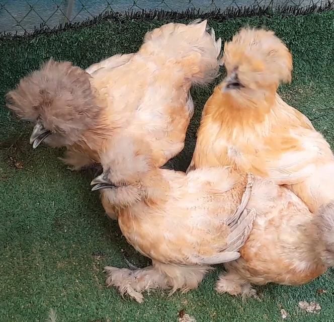 ซิลกี้ขนใบสีบัฟอายุ3ดือนชุด4ตัวผู้1เมีย3"โปรพิเศษส่งฟรีทั่วไทย" รูปที่ 3