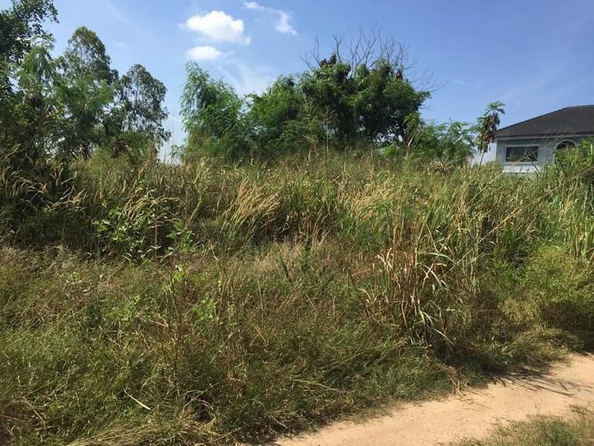 ทีดินเปล่า 1 ไร่ 99 ตร.วา 6