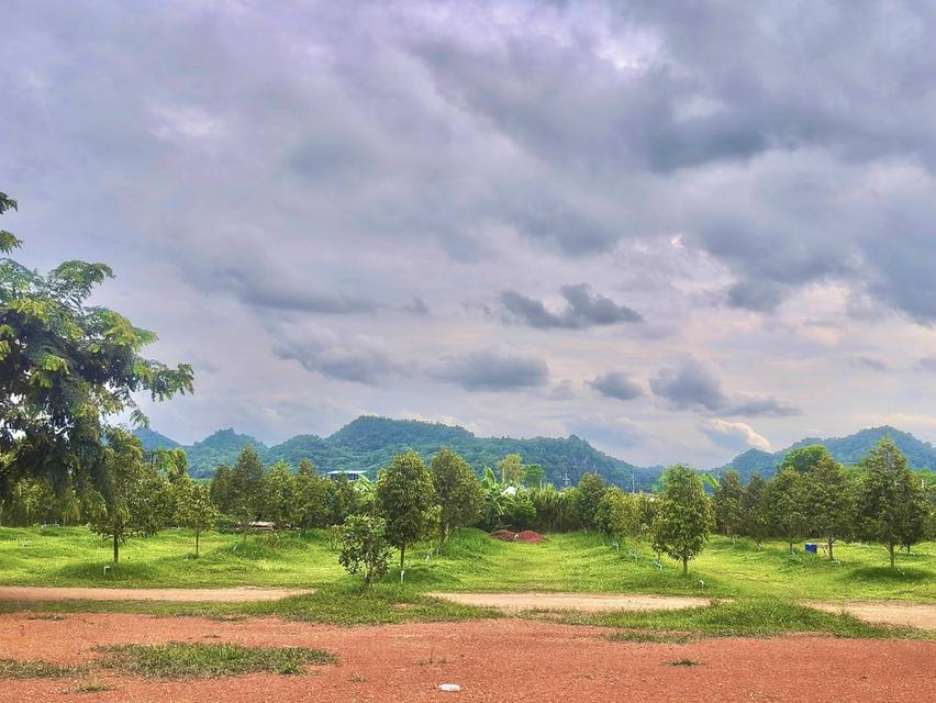 ขายที่สวนทุเรียน เขาใหญ่ ปากช่อง บ้านสวนผลไม้ คลองม่วง นครราชสีมา ที่ดิน 11 ไร่ บ้านไม้เรือนไทย ใกล้ภูเขา วิวเขาล้อมรอบสวยมาก ที่สูงอากาศดี 0879074045 13