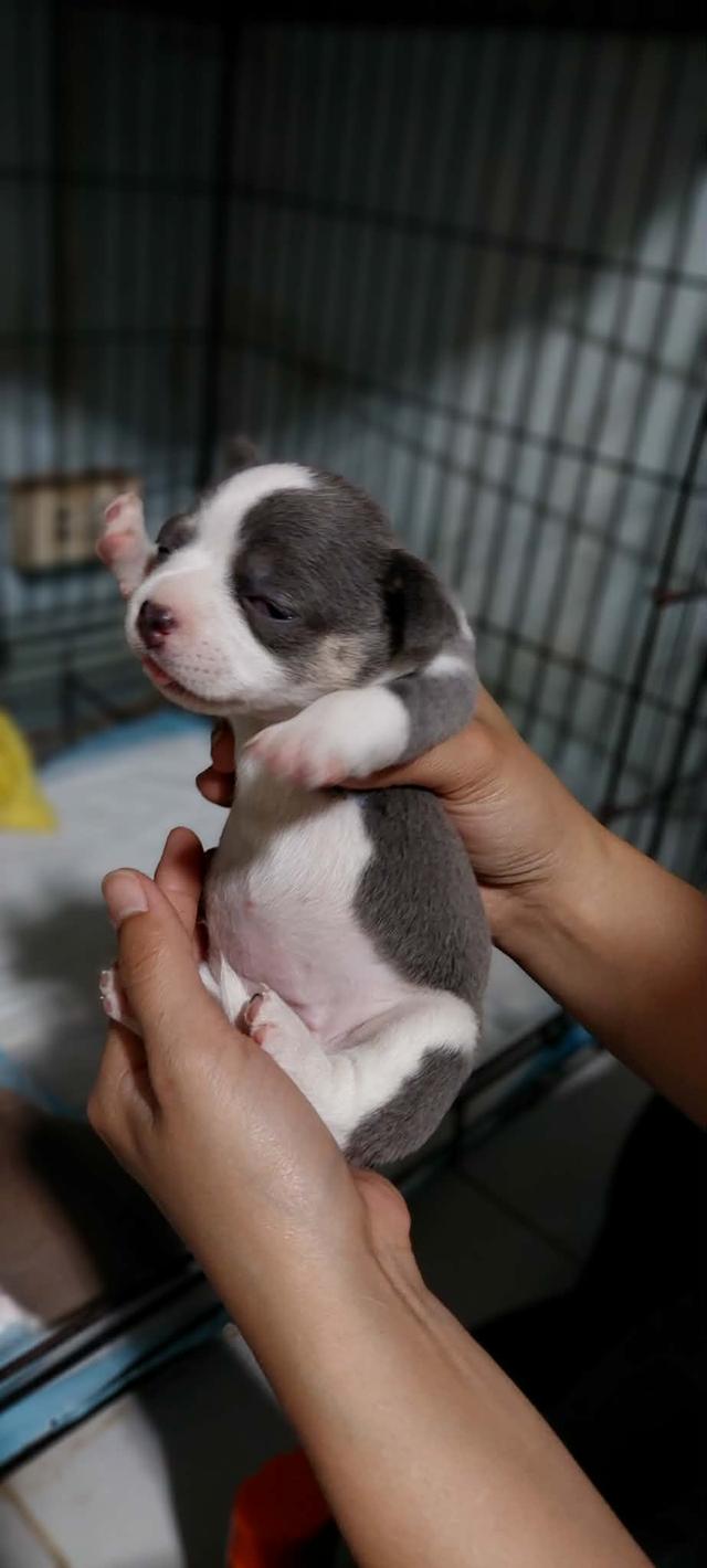 ชิวาว่าเเท้ขนสั้น ญ. รูปย่อยที่ 2