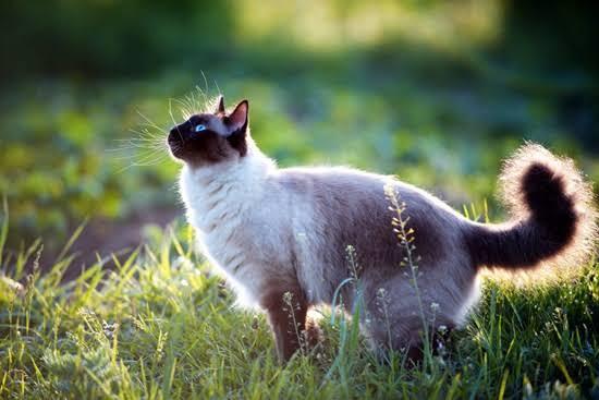 แมววิเชียรมาศ (Siamese cat)