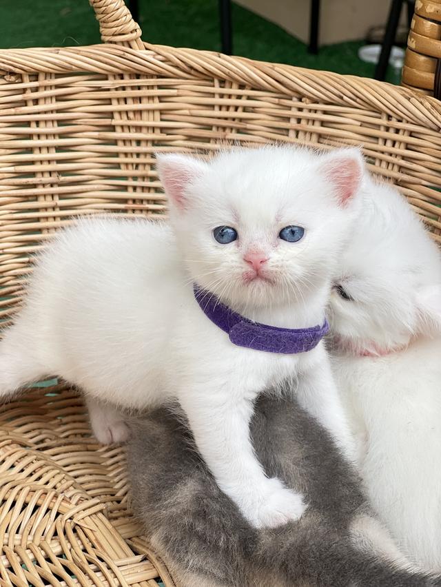 ดช.สก็อตติช ขาวละมุนตาฟ้า