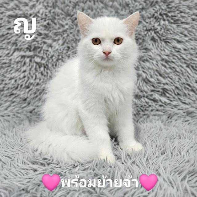 น้องแมวทุกสายพันธุ์สัตว์เลี้ยง. รูปที่ 4