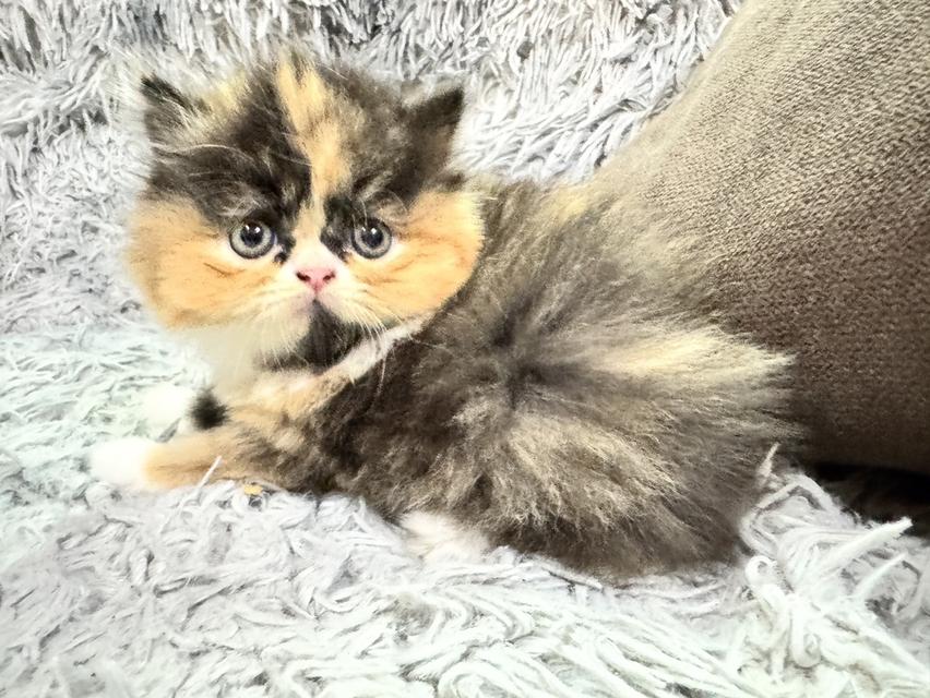 แมวเปอร์เซีย