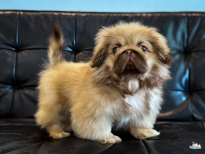 น้องปักกิ่ง 6