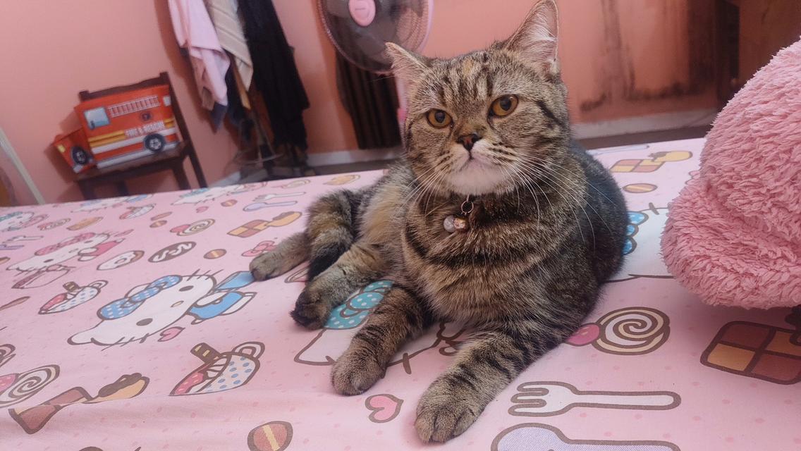 Scottishลายสลิดน่ารักมาก