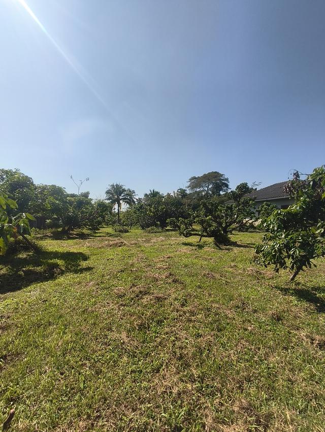 ขายที่ดิน เชียงใหม่ แม่แตง พื้นที่ชุมชน 7