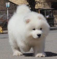 สุนัขสายพันธุ์ซามอยด์ (Samoyed) 2